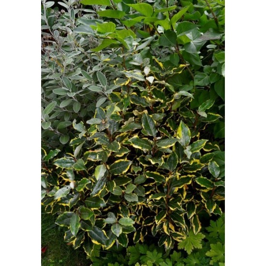 ELAEAGNUS EBBINGEI SOL