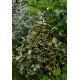 ELAEAGNUS EBBINGEI SOL