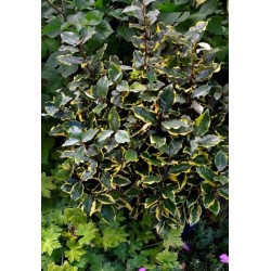 ELAEAGNUS EBBINGEI SOL