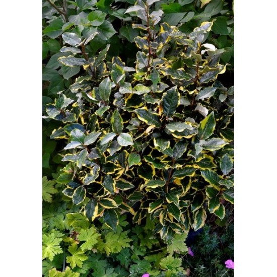 ELAEAGNUS EBBINGEI SOL