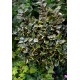 ELAEAGNUS EBBINGEI SOL