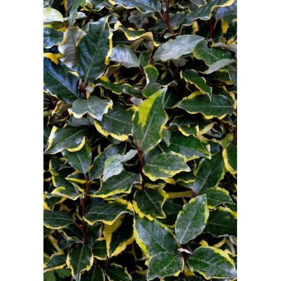 ELAEAGNUS EBBINGEI SOL