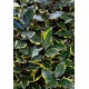 ELAEAGNUS EBBINGEI SOL