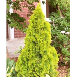 THUJA OCCIDENTALIS GOLDEN SMARAGD