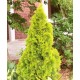 THUJA OCCIDENTALIS GOLDEN SMARAGD