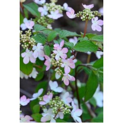 VIBURNUM PLICATUM KILIMANDJARO