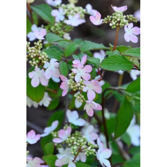 VIBURNUM PLICATUM KILIMANDJARO