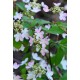 VIBURNUM PLICATUM KILIMANDJARO