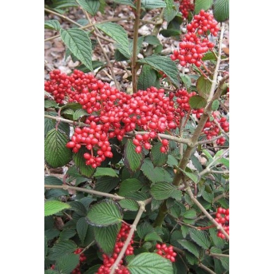 VIBURNUM PLICATUM KILIMANDJARO