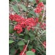 VIBURNUM PLICATUM KILIMANDJARO