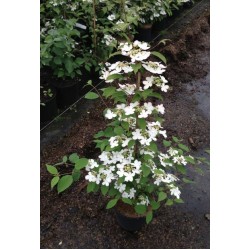 VIBURNUM PLICATUM KILIMANDJARO