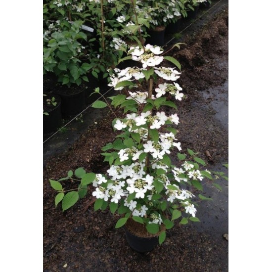 VIBURNUM PLICATUM KILIMANDJARO