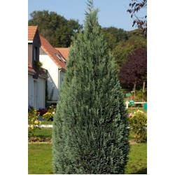 CHAMAECYPARIS LAWSONIANA COLUMNARIS
