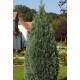 CHAMAECYPARIS LAWSONIANA COLUMNARIS