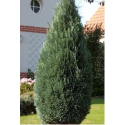 CHAMAECYPARIS LAWSONIANA COLUMNARIS