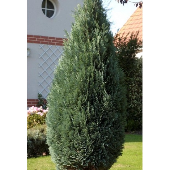 CHAMAECYPARIS LAWSONIANA COLUMNARIS