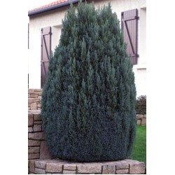 CHAMAECYPARIS LAWSONIANA ELLWOODII