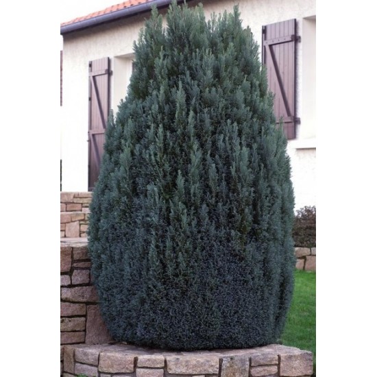 CHAMAECYPARIS LAWSONIANA ELLWOODII