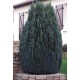 CHAMAECYPARIS LAWSONIANA ELLWOODII