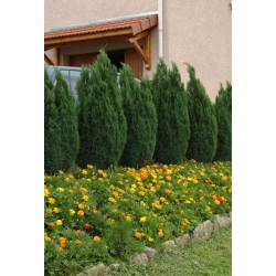CHAMAECYPARIS LAWSONIANA ELLWOODII