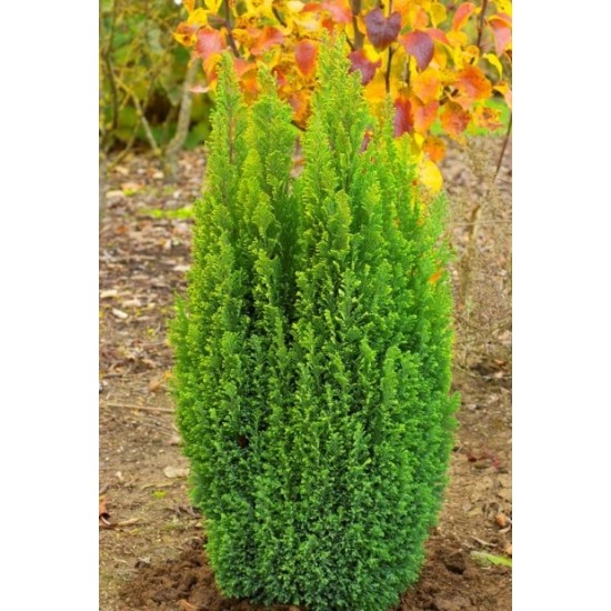 CHAMAECYPARIS LAWSONIANA ELLWOOD'S GLOD