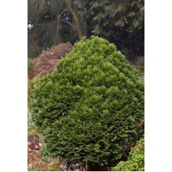 CHAMAECYPARIS LAWSONIANA MINIMA GLAUCA