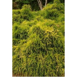 CHAMAECYPARIS PISIFERA SUNGOLD