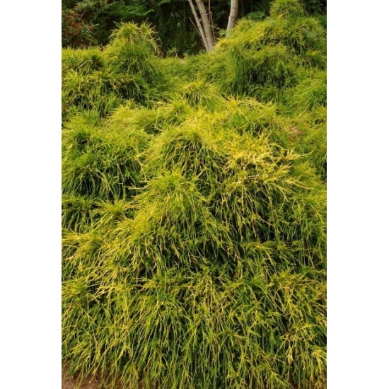 CHAMAECYPARIS PISIFERA SUNGOLD