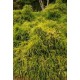 CHAMAECYPARIS PISIFERA SUNGOLD
