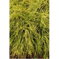 CHAMAECYPARIS PISIFERA SUNGOLD