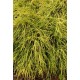 CHAMAECYPARIS PISIFERA SUNGOLD
