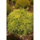 CHAMAECYPARIS PISIFERA SUNGOLD