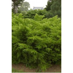 JUNIPERUS MEDIA MINT JULEP 