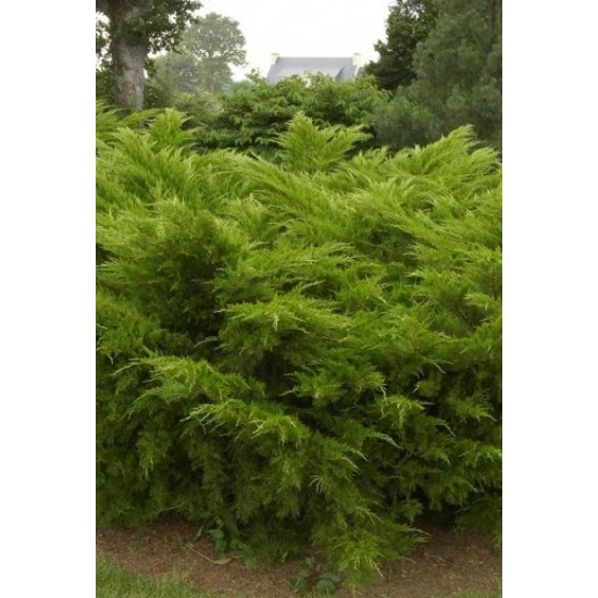 JUNIPERUS MEDIA MINT JULEP