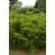 JUNIPERUS MEDIA MINT JULEP