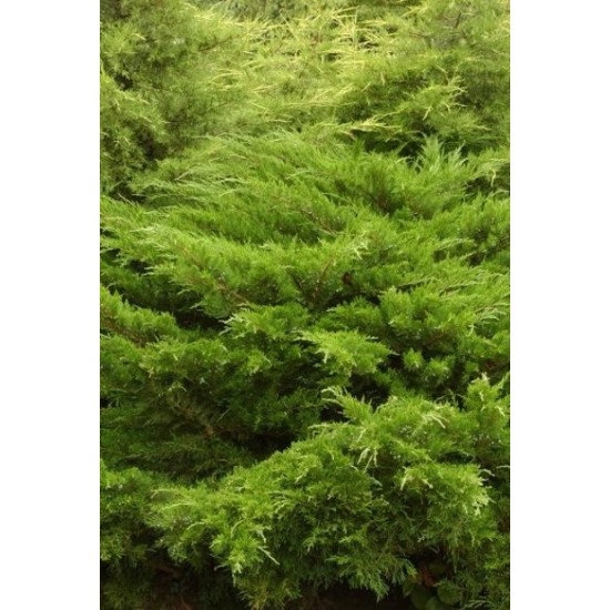 JUNIPERUS MEDIA MINT JULEP