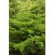 JUNIPERUS MEDIA MINT JULEP