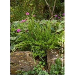 JUNIPERUS MEDIA MINT JULEP 