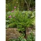 JUNIPERUS MEDIA MINT JULEP