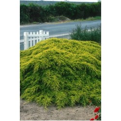 JUNIPERUS MEDIA OLD GOLD