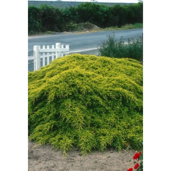 JUNIPERUS MEDIA OLD GOLD