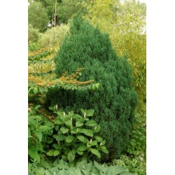 JUNIPERUS CHINESIS STRICTA