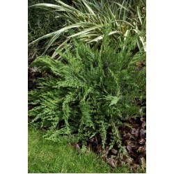 JUNIPERUS SABINA TAMARISCIFOLIA