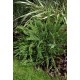 JUNIPERUS SABINA TAMARISCIFOLIA