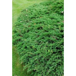 JUNIPERUS SABINA TAMARISCIFOLIA