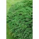 JUNIPERUS SABINA TAMARISCIFOLIA
