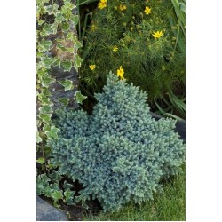 JUNIPERUS SQUAMATA BLUE STAR