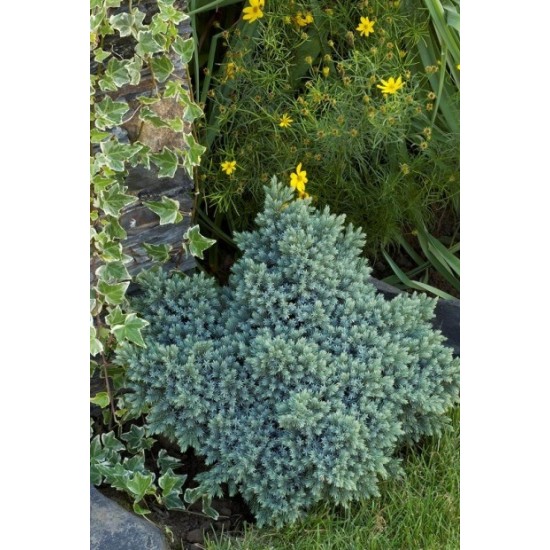 JUNIPERUS SQUAMATA BLUE STAR