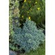 JUNIPERUS SQUAMATA BLUE STAR