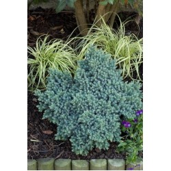 JUNIPERUS SQUAMATA BLUE STAR